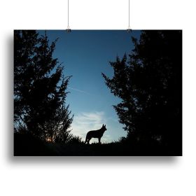 Picture of a wolf dog at dusk. Canvas Print or Poster (Type: Standard Framed Canvas Print, size: 28" x 20" / 70cm x 50cm (approx))