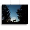 Picture of a wolf dog at dusk. Canvas Print or Poster